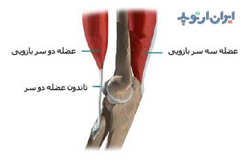 آناتومی آرنج. عضلات دوسر و سه سر بازو