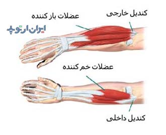 آناتومی آرنج. عضلات ساعد