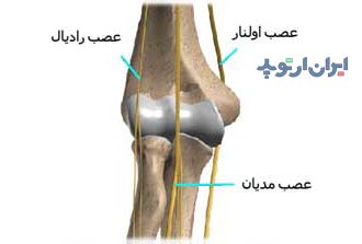 آناتومی آرنج. اعصاب آرنج