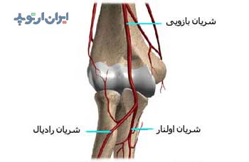آناتومی آرنج. شریان های آرنج