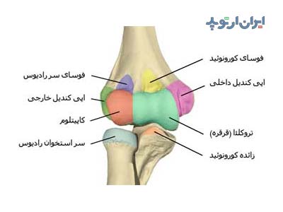 آناتومی آرنج. استخوان های تشکیل دهنده