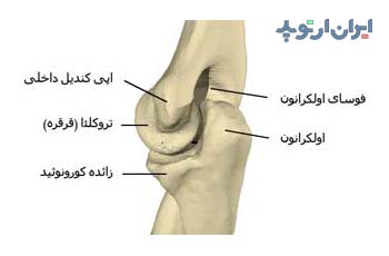 آناتومی آرنج. استخوان های تشکیل دهنده