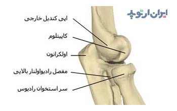 آناتومی آرنج. استخوان های تشکیل دهنده