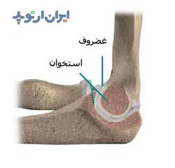 آناتومی آرنج. غضروف