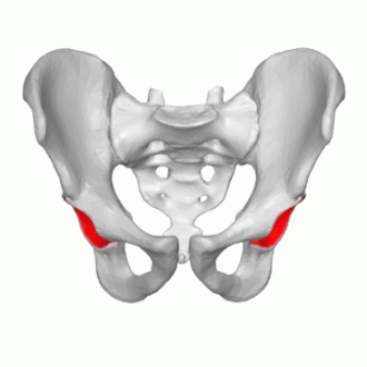 Acetabulum Acetabulum